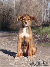 LADA, Hund, Mischlingshund in Slowakische Republik - Bild 4