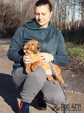 SAMARA, Hund, Mischlingshund in Slowakische Republik - Bild 1