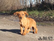 SAMARA, Hund, Mischlingshund in Slowakische Republik - Bild 3