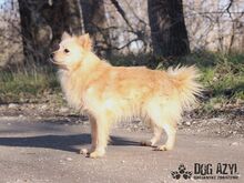 CREAMBUN, Hund, Mischlingshund in Slowakische Republik - Bild 2