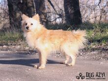 CREAMBUN, Hund, Mischlingshund in Slowakische Republik - Bild 3