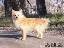 CREAMBUN, Hund, Mischlingshund in Slowakische Republik - Bild 4