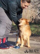 DOGGIEDO, Hund, Mischlingshund in Slowakische Republik - Bild 4