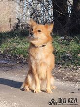 DOGGIEDO, Hund, Mischlingshund in Slowakische Republik - Bild 6