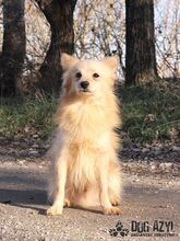 DOGGIEDO, Hund, Mischlingshund in Slowakische Republik - Bild 7