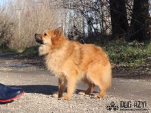 SWEATPEA, Hund, Mischlingshund in Slowakische Republik - Bild 4