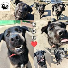 EDO, Hund, Mischlingshund in Slowakische Republik - Bild 10