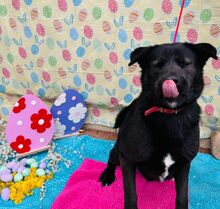 EDO, Hund, Mischlingshund in Slowakische Republik - Bild 11