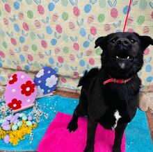 EDO, Hund, Mischlingshund in Slowakische Republik - Bild 12