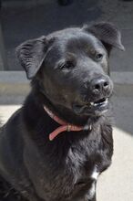 EDO, Hund, Mischlingshund in Slowakische Republik - Bild 14
