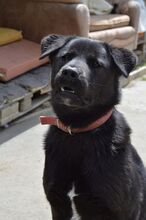 EDO, Hund, Mischlingshund in Slowakische Republik - Bild 15