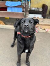 EDO, Hund, Mischlingshund in Slowakische Republik - Bild 5