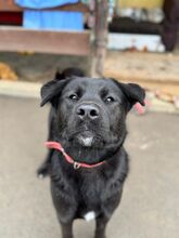 EDO, Hund, Mischlingshund in Slowakische Republik - Bild 6