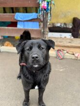 EDO, Hund, Mischlingshund in Slowakische Republik - Bild 8