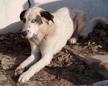 PEDAROS, Hund, Mischlingshund in Griechenland - Bild 1