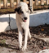 PEDAROS, Hund, Mischlingshund in Griechenland - Bild 2