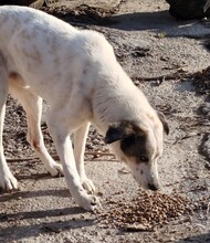 PEDAROS, Hund, Mischlingshund in Griechenland - Bild 3