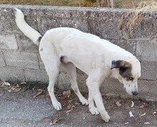 PEDAROS, Hund, Mischlingshund in Griechenland - Bild 4