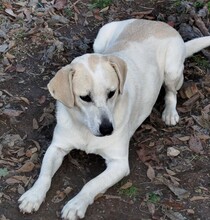 LEMONIA, Hund, Mischlingshund in Griechenland - Bild 2