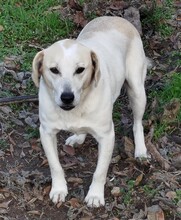 LEMONIA, Hund, Mischlingshund in Griechenland - Bild 3