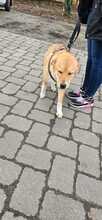 LUCKY, Hund, Mischlingshund in Werne - Bild 5