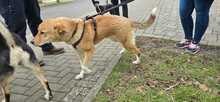 LUCKY, Hund, Mischlingshund in Werne - Bild 6