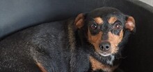 MITRA, Hund, Mischlingshund in Ungarn - Bild 2