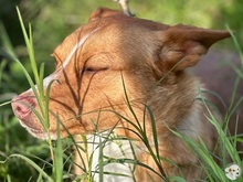 LIMAO, Hund, Podengo-Mix in Portugal - Bild 6