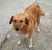 MELIA, Hund, Mischlingshund in Griechenland - Bild 2