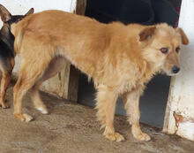 LASSIE, Hund, Mischlingshund in Portugal - Bild 4