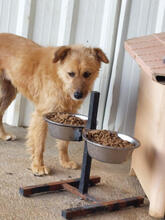 LASSIE, Hund, Mischlingshund in Portugal - Bild 5