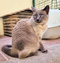 ROSE, Katze, Siamkatze in Spanien - Bild 3