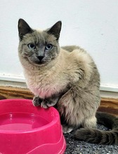 ROSE, Katze, Siamkatze in Spanien - Bild 4