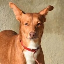 JAMILO, Hund, Podenco in Spanien - Bild 1