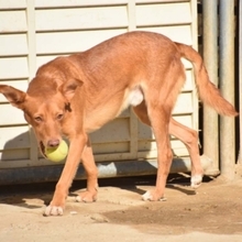 JAMILO, Hund, Podenco in Spanien - Bild 2