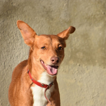 JAMILO, Hund, Podenco in Spanien - Bild 3