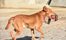 JAMILO, Hund, Podenco in Spanien - Bild 4