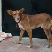 JAMILO, Hund, Podenco in Spanien - Bild 5