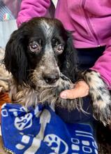 ALBERTO, Hund, English Setter-Bretone-Mix in Italien - Bild 1