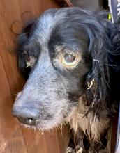 ALBERTO, Hund, English Setter-Bretone-Mix in Italien - Bild 2