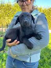 TULIPANO, Hund, Mischlingshund in Stolpe