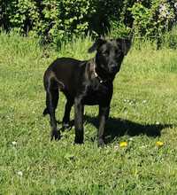 TULIPANO, Hund, Mischlingshund in Stolpe - Bild 10