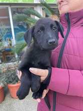 TULIPANO, Hund, Mischlingshund in Stolpe - Bild 2
