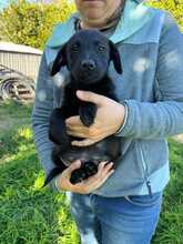 TULIPANO, Hund, Mischlingshund in Stolpe - Bild 4