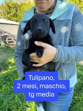 TULIPANO, Hund, Mischlingshund in Stolpe - Bild 5