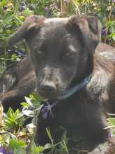 TULIPANO, Hund, Mischlingshund in Stolpe - Bild 6