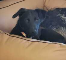 TULIPANO, Hund, Mischlingshund in Stolpe - Bild 7