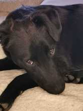 TULIPANO, Hund, Mischlingshund in Stolpe - Bild 8