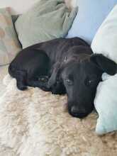 TULIPANO, Hund, Mischlingshund in Stolpe - Bild 9