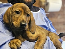 EDWIN, Hund, Segugio Italiano-Mix in Italien - Bild 1